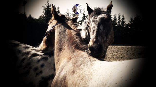 União entre cavalos 
