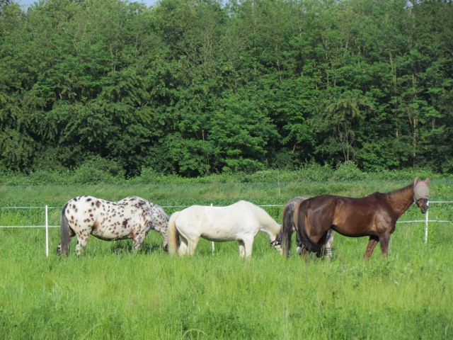  cavalos cercados por vegetação