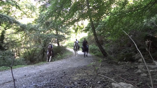 perdus dans les bois 