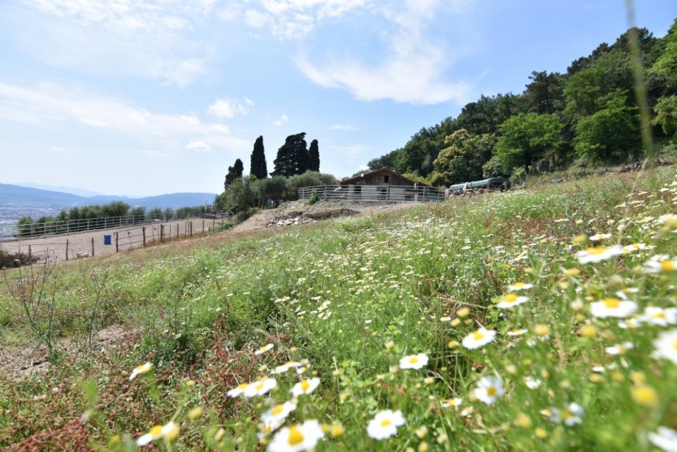  我们骑术学校盛开的草地