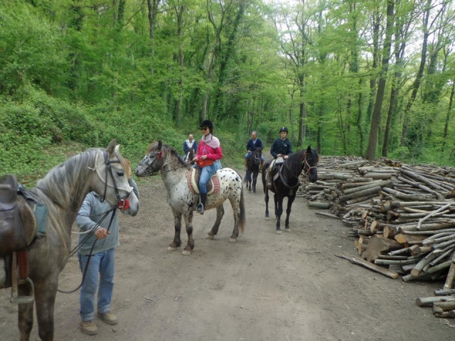  Along the Bassano beech forest 