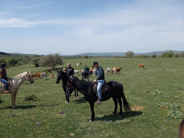  Visiting the cows 