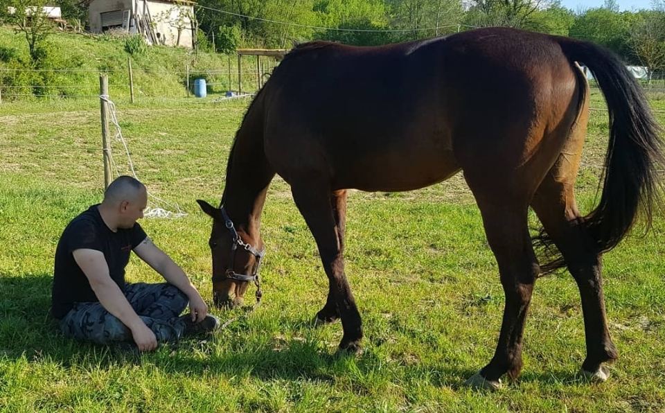 Armonía con el caballo Armonía con el caballo