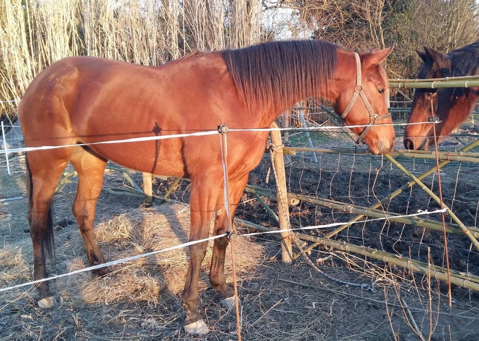 Uno de nuestros corceles Uno de nuestros corceles
