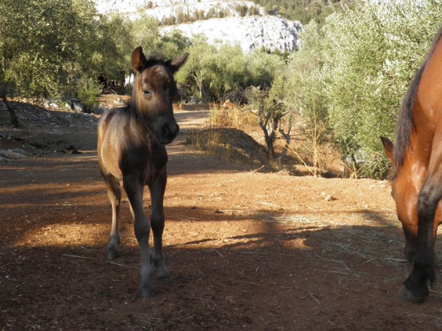  Nos chevaux 