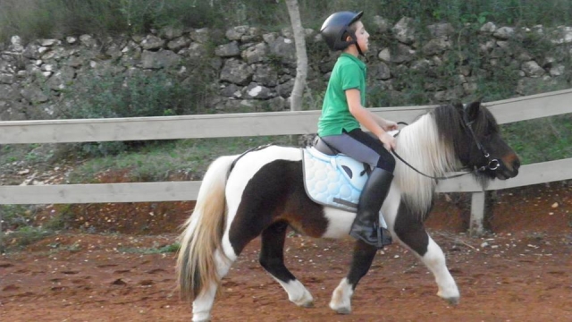 A poney 