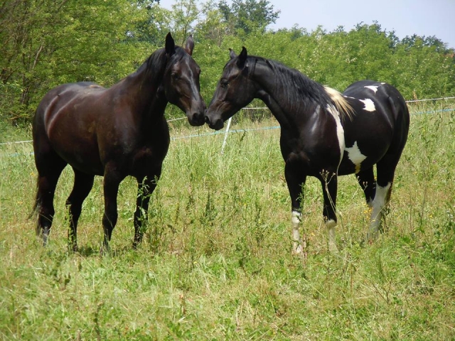  algunos de nuestros caballos 