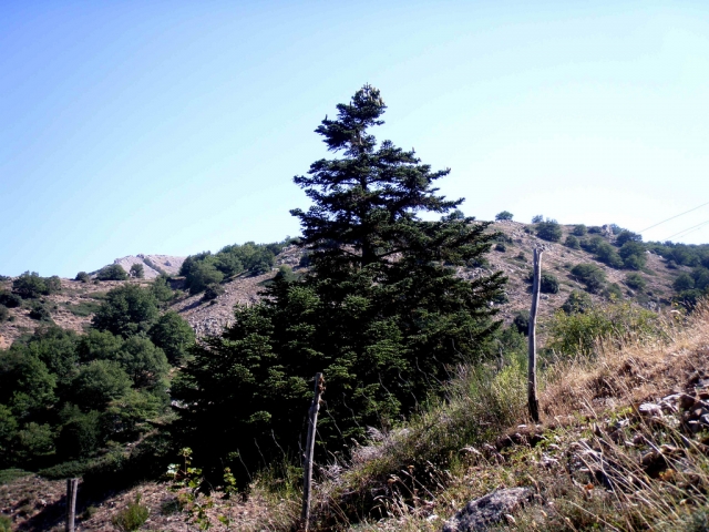 Tous les arbres en danger d'extinction