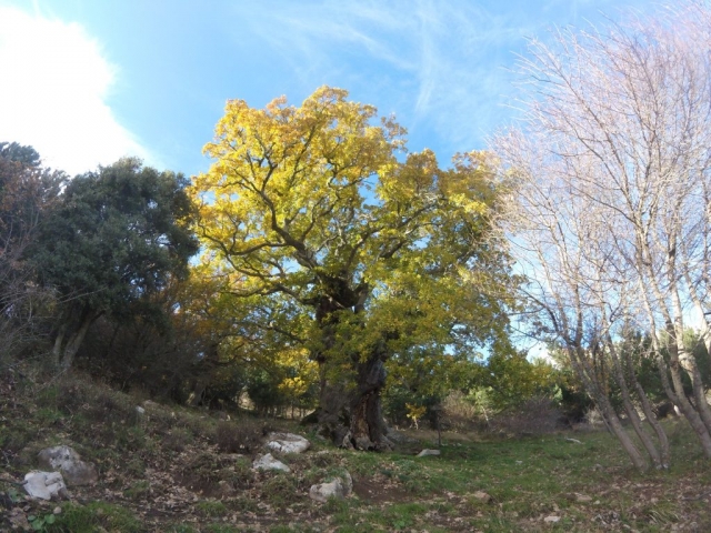  arbre centenaire