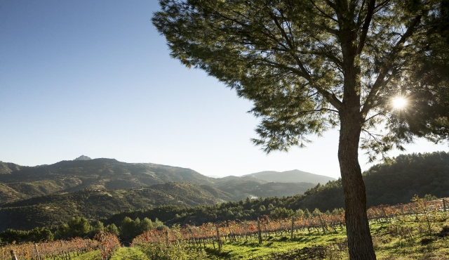  Hectares e você será de vinhedos