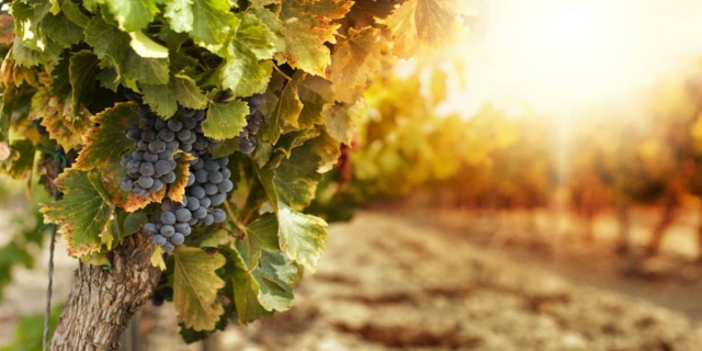  as uvas mais boas na Itália 