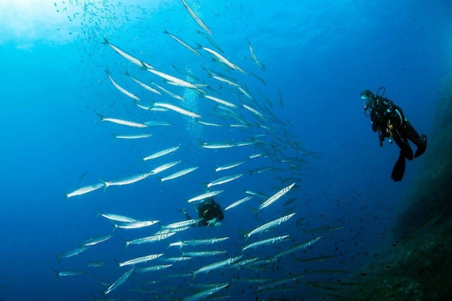 Gli abitanti del mare