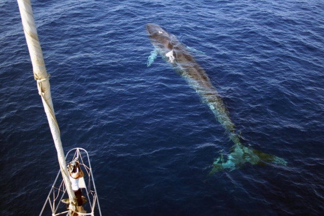 Delfines desde el barco 
