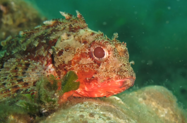 Animali degli abissi