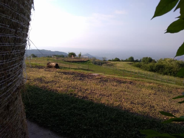 Paisagens de cavalos 