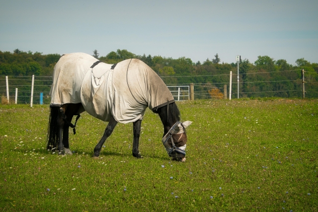  Our horses in freedom