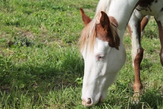 Équitation et déjeuner à Venise 1 jour