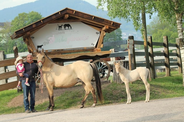  Algunos caballos de nuestras cuadras 