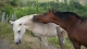 Reiten Trentino-Südtirol