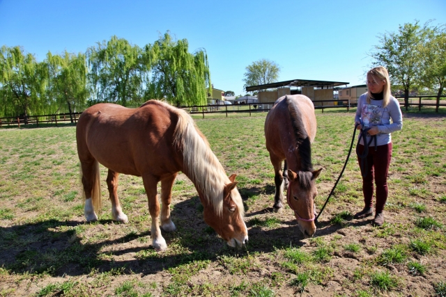  Cavalos em nosso manuseio 