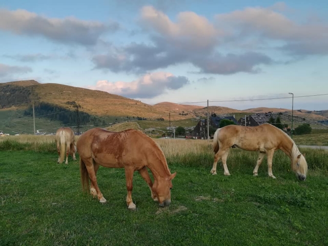  Two specimens from the riding school 