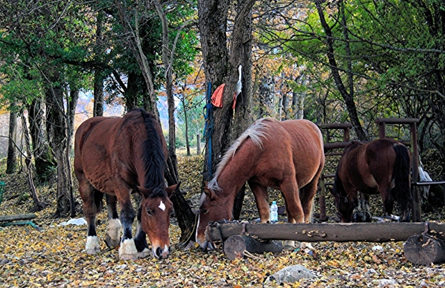 In mezza alla natura 