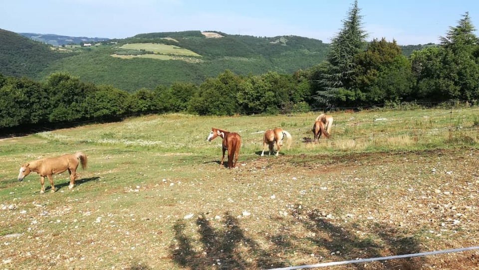 Le colline del Veneto