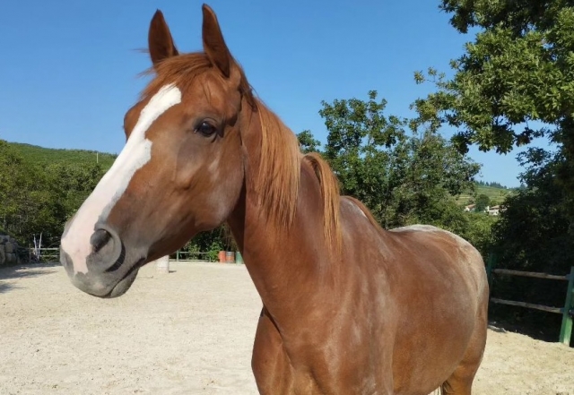 Uno dei nostri cavalli