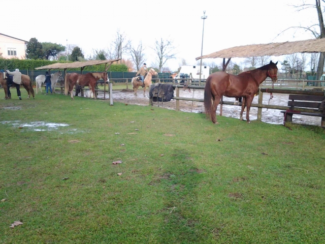  Pferde in der Reitschule