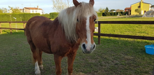  Ein sehr süßes Pferd