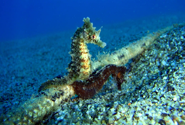  Créatures des fonds marins 