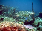 Buceo en Crotona