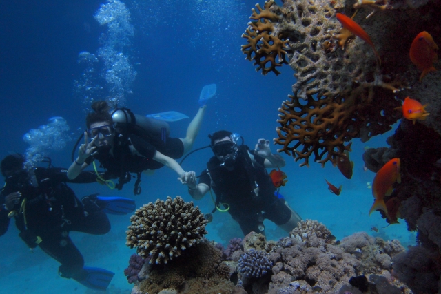 i meravigliosi coralli del mare
