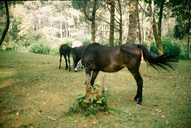  Nuestros caballos en la naturaleza, entre árboles y prados