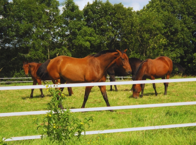  Caballos en el verde 