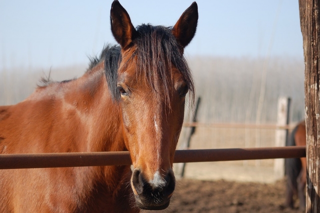  Un de nos chevaux 