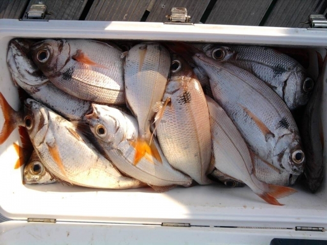  pesca 