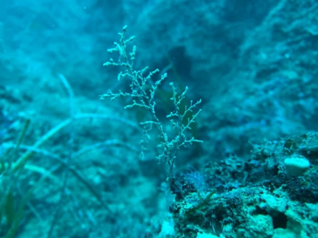  奇伦托海岸海底 