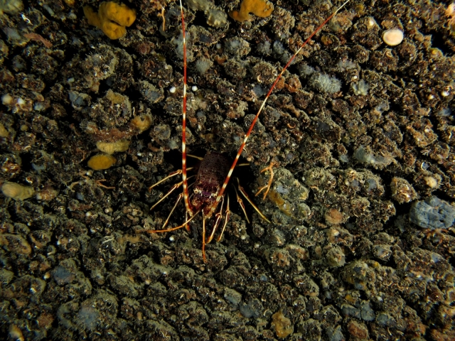  Homard 
