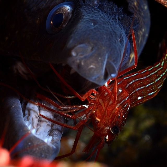  Crevettes nettoyeurs 