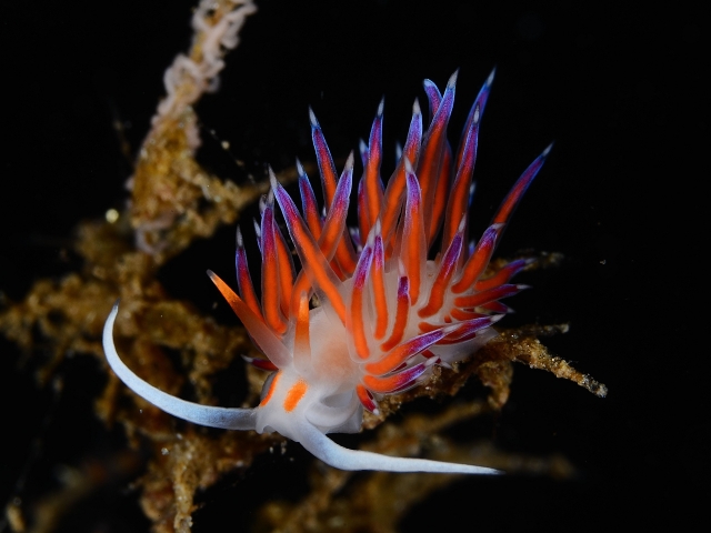  Nudibranche 