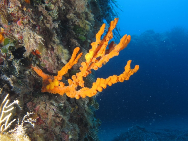  Éponges de mer 