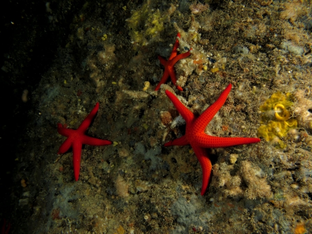  Étoiles de mer 