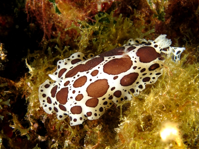  Vacarella de mer 