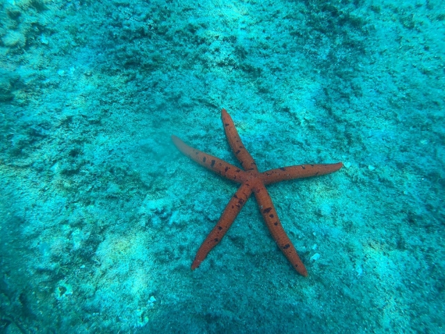 La fauna del Mar Tirreno