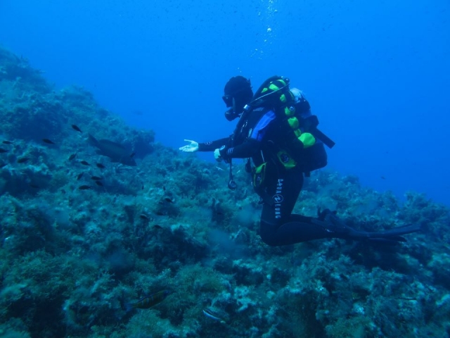 single dive 