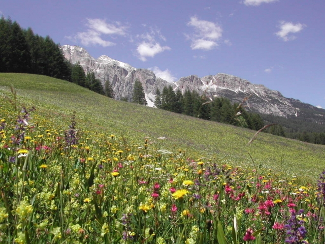  The green of the mountains 