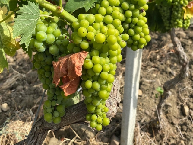  Trapani grapes 