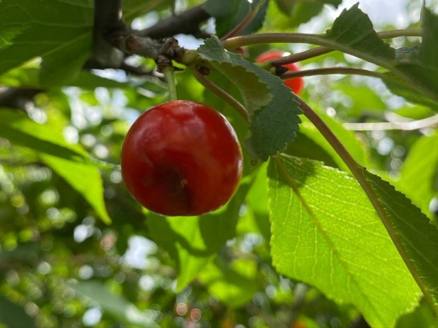  Sicilian cherries 
