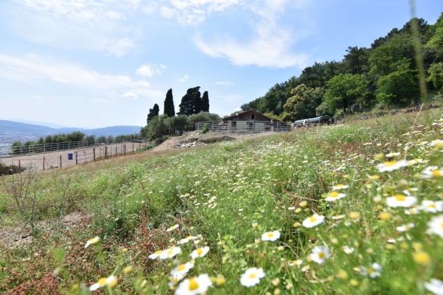  我们工厂周围鲜花盛开的草地 